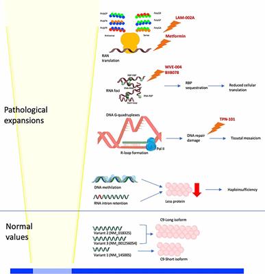 C9orf72-Related Neurodegenerative Diseases: From Clinical Diagnosis to Therapeutic Strategies